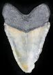 Bargain Megalodon Tooth - North Carolina #26030-1